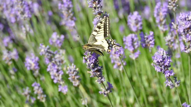 Old World Swallowtail or common yellow swallowtail (Papilio machaon) moving around on lavender in Zurich, Switzerland