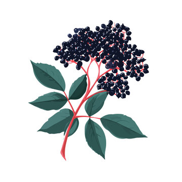 Elderberry, clean 2D vector flat illustration in minimal and modern style on a white background.