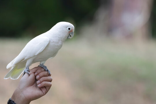 Cockatoo Tanimbar (Cacatua goffiniana) on a hand