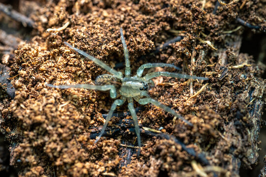 Small wolf spider (Lycosidae) camouflage on brown soil and decaying wood, top view macro