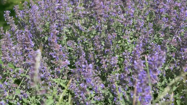 Vibrant purple catmint flowers sway gently in a lush green garden under the bright summer sun. Concept of peaceful relaxation, garden landscaping, floral beauty, and summer nature.