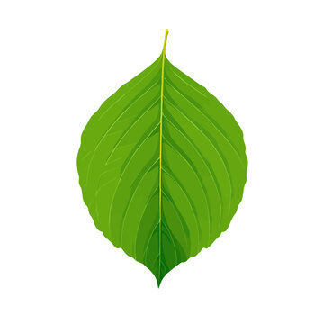 Hackberry Leaf &mdash; flat 2D vector artwork created in a clean, modern, and minimal style on white background.