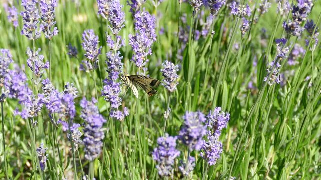 Old World Swallowtail or common yellow swallowtail (Papilio machaon) moving around on lavender in Zurich, Switzerland