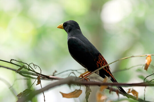 a Red-rumped myna perched on a tree branch, Red-rumped myna (Scissirostrum dubium) in natural forest habitat