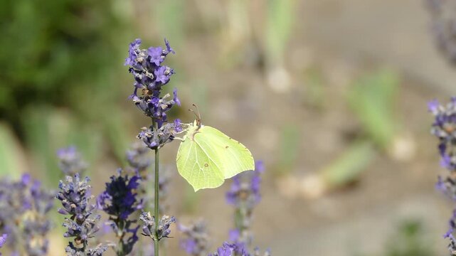 Common brimstone butterfly (Gonepteryx rhamni) moving around on lavender in Zurich, Switzerland