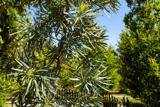 Podocarpus macrophyllus yew plum pine tree narrow leaves and branch close up. Evergreen conifer foliage in Mediterranean garden in Antalya, Turkey during bright sunny summer day.
