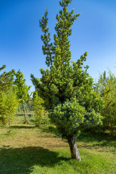 Podocarpus macrophyllus yew plum pine tree growing on green lawn in public park. Evergreen conifer tree full view in Mediterranean city of Antalya, Turkey on sunny summer day under blue sky.