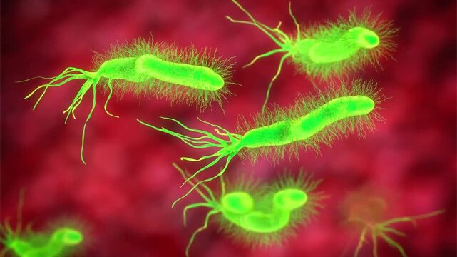 Helicobacter pylori bacteria, 3D animation showing curved, spiral-shaped rods with terminal bundles of fine flagella, demonstrating characteristic morphology for gastric colonisation.