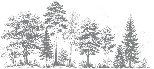 Fototapeta premium Black and white forest landscape illustration featuring various deciduous and coniferous trees in a detailed hand drawn sketch style