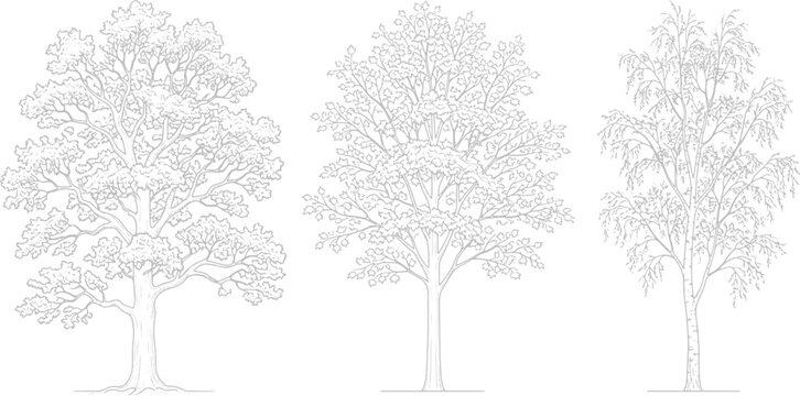 Set of three hand drawn deciduous trees with detailed foliage and textured trunks in a classic black ink illustration