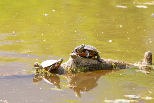 Painted Turtle