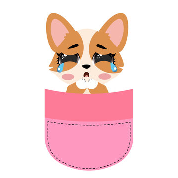 Cute corgi dog sitting inside a pink pocket illustration isolated on white background lovely puppy character print design for kids nursery t-shirts stickers and cards