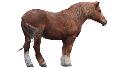 Naklejka premium Powerful brown draft horse standing with domestic muscular creature standing isolated background textured livestock