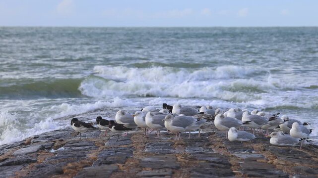 A group of gulls and oystercatchers on a rocky breakwater with breaking waves and open sea under a cloudy sky. Ostend town in Belgium, Europe.
