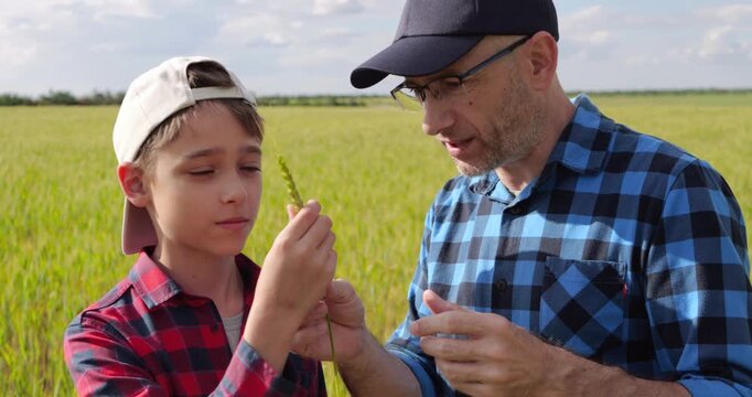 Father and son exploring wheat field together. Dad and kid examine rice plant closely under sunny sky. Educational moment promotes bonding and nature appreciation. Family time in agricultural setting.