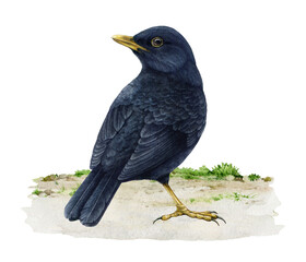 Fototapeta premium Common blackbird standing on the ground, hand painted watercolor illustration isolated on background. Turdus merula avian for branding, packaging, stationery, greeting cards and printable decor.