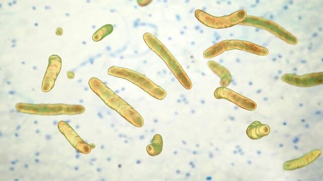 Mycobacterium tuberculosis bacterium, 3D animation showing slender rod-shaped acid-fast bacillus with rounded ends.