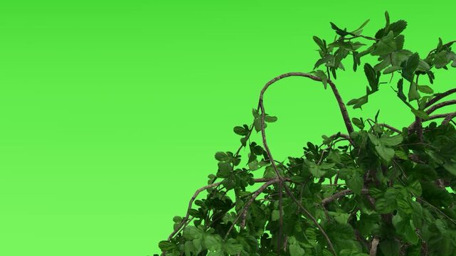 Green Tree Branch with Leaves on Green Screen Background Chroma Key