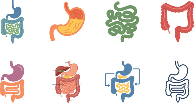 Stomach Colon and Small Intestine Flat Vector Anatomy Set