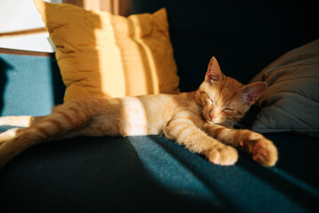 A relaxed orange cat is lying on a blue sofa, enjoying the warmth of sunlight filtering through a nearby window. The soft cushions add comfort as the feline sleeps peacefully in the afternoon light © Sergio