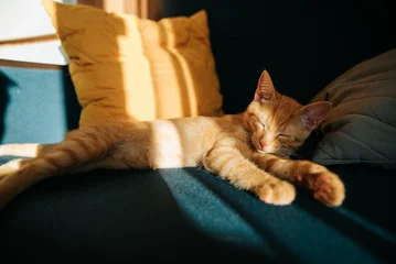 A relaxed orange cat is lying on a blue sofa, enjoying the warmth of sunlight filtering through a nearby window. The soft cushions add comfort as the feline sleeps peacefully in the afternoon light © Sergio