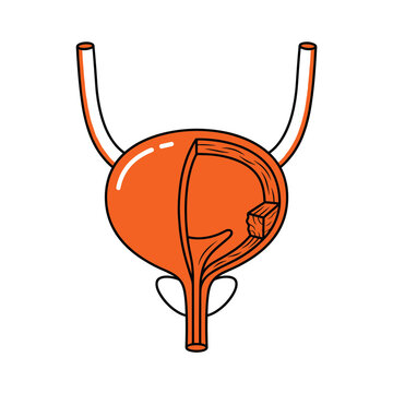 Human urinary bladder anatomy showing internal wall cutaway ureters and urethra