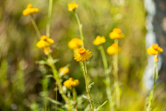 golden everlastings paper daisy flowers growing wild