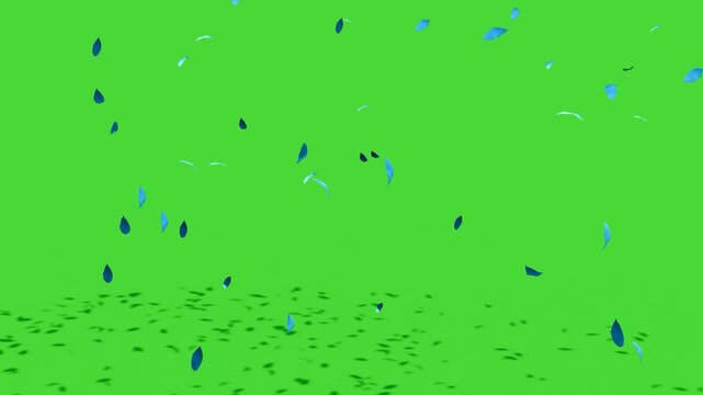 Blue Flower Petals Falling on Green Screen Background, Floral Chroma Key Animation