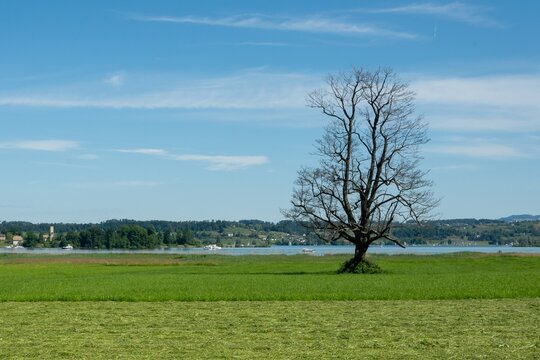 Prairie verdoyante avec arbre solitaire au bord d'un lac sous un ciel bleu en &eacute;t&eacute;