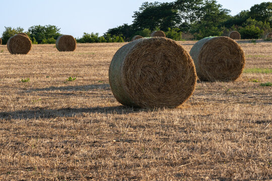 Group of round straw bales on cut agricultural field after harvest.