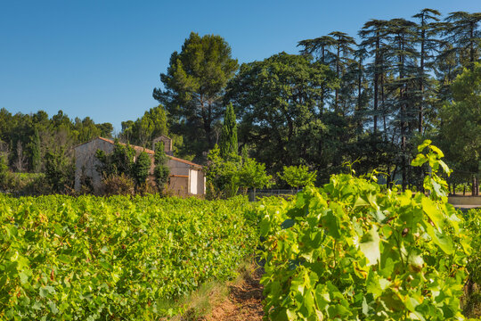 Provence vineyard growing aop wine grapes in summer