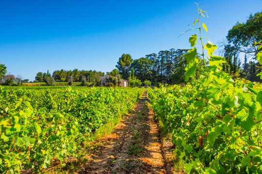 Provence vineyard growing aop wine with sainte-victoire