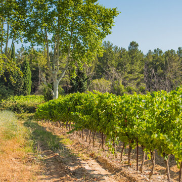 Provence vineyard rows growing grapes for aop wine