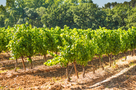 Sainte-victoire vineyard cultivating vines for provence wine aop
