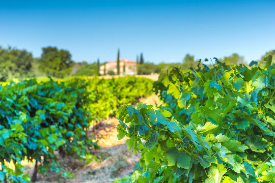 Provence vineyard growing aop wine surrounded by nature
