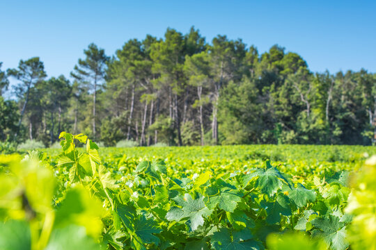 Provence aop wine region vines growing with forest