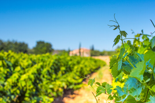 Provence vineyard growing green grapes under clear sky