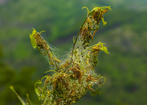 Caterpillars consuming green plant leaves, creating web infestation in Gusinje, Montenegro