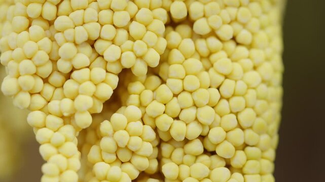 Close-up of yellow corn kernels in dense rows