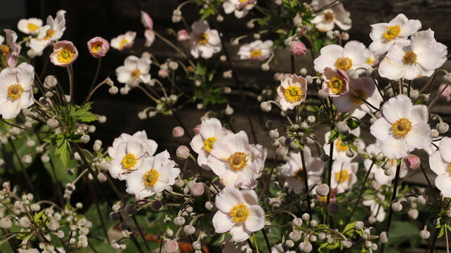 beautiful japanese anemones bloom in the garden
