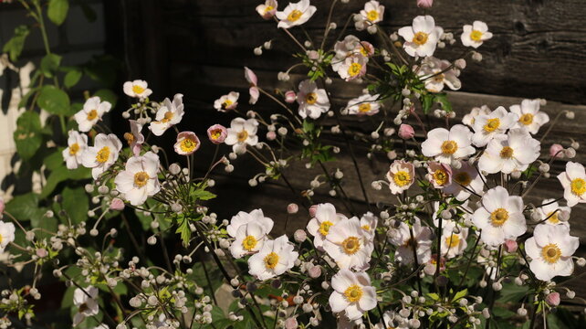 beautiful japanese anemones bloom in the garden