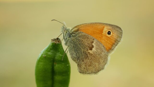 Small heath Coenonympha pamphilus butterfly sitting resting plant meadow peacefully cute perched on dried Iris sibirica Siberian flag flower grass leaf seeds flowering forest plant grassland meadow