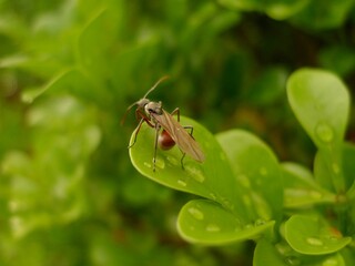 Close up macro shot of a winged ant insect resting on vibrant green leaf with fresh water droplets © Kathan