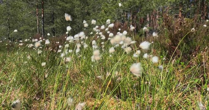 Tussock cottongrass (eriophorum vaginatum) is a species of flowering plant in the sedge family Cyperaceae, Stortr&auml;sk, Helsinki, Finland, Europe.