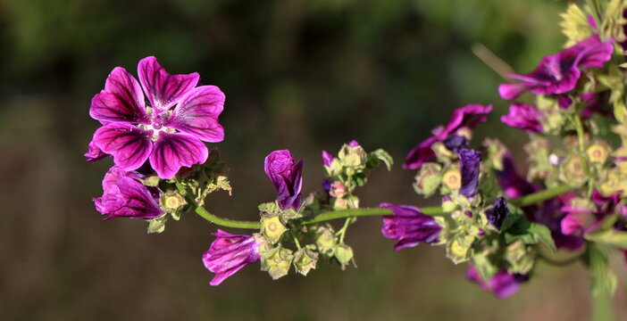 Malva sylvestris - Groot kaasjeskruid - Mauritanica 