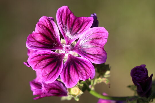 Malva sylvestris - Groot kaasjeskruid - Mauritanica 