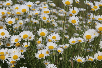 daisies in a field, Jasper National Park, Alberta © Michael Mamoon