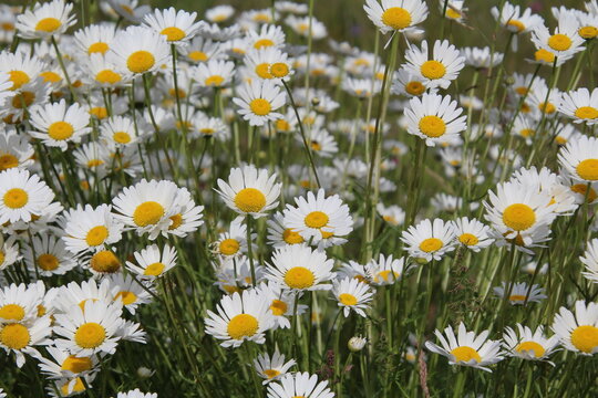 daisies in a field, Jasper National Park, Alberta