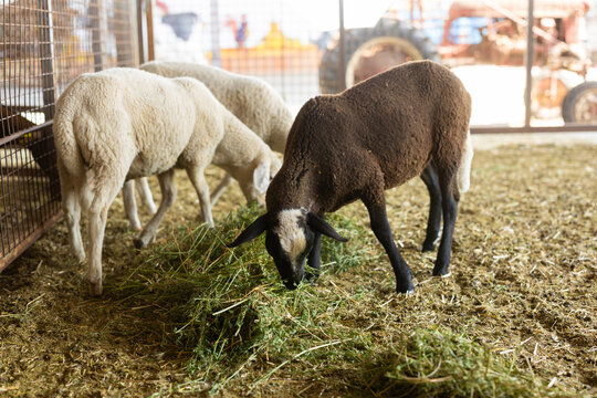 Sheep feed in pen on livestock farm