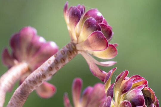 Gros plan sur un aeonium